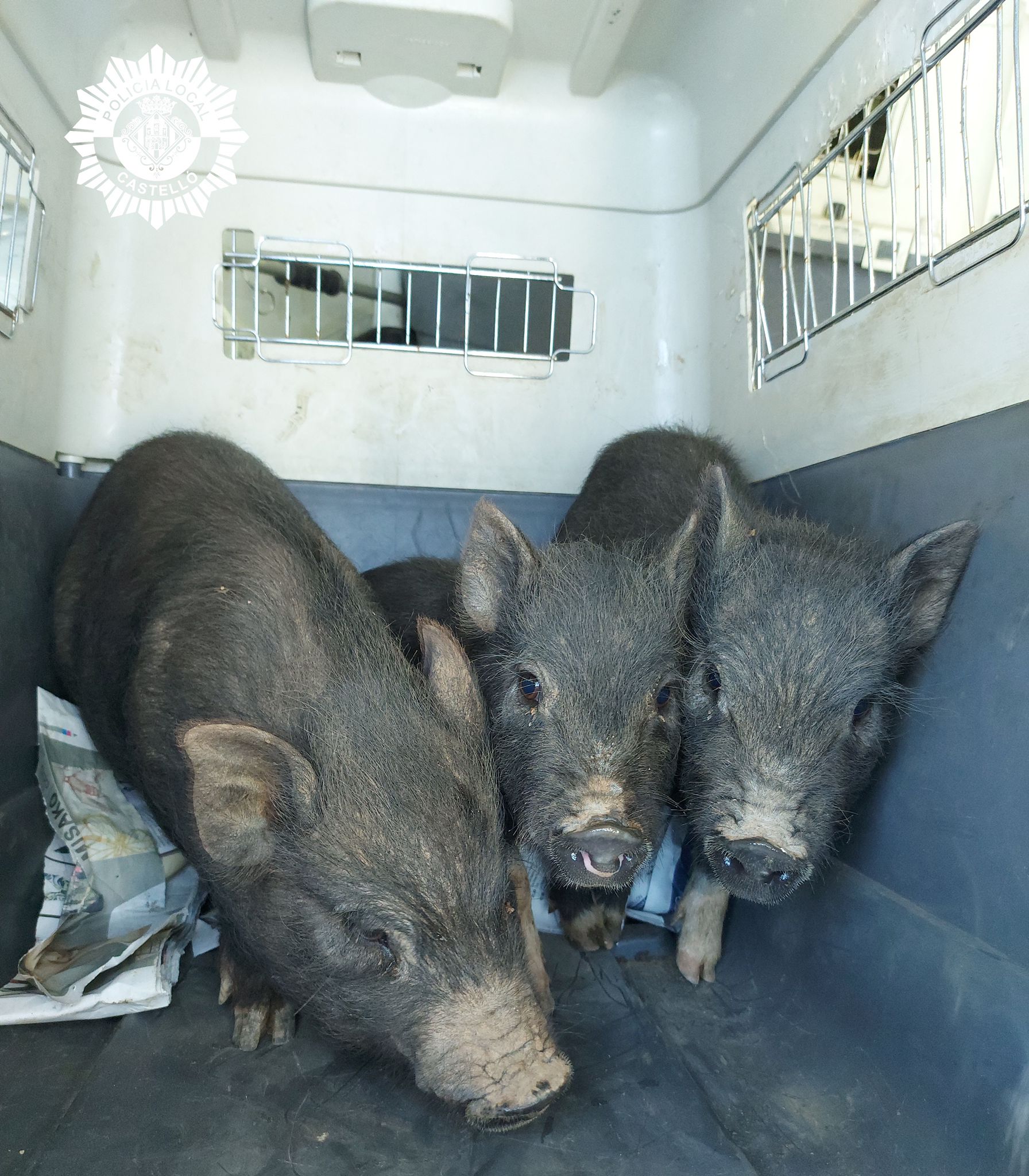 cerdos vietnamitas recuperado