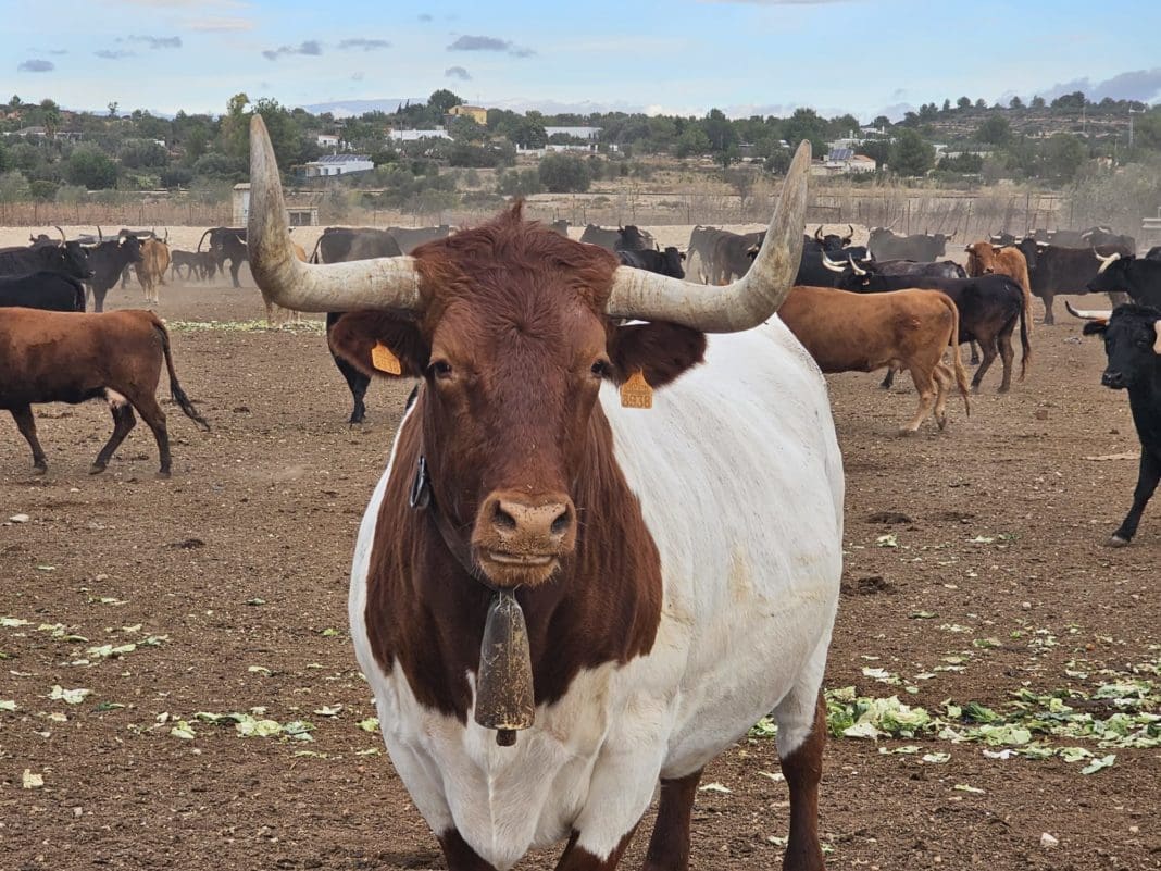 Agricultura convoca ayudas de 4,2 millones de euros para mejorar la competitividad y sostenibilidad en explotaciones ganaderas de la Comunitat Valenciana