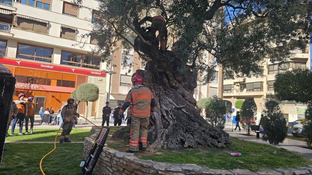 Incendio olivera centenaria. FUego oliv Rey don Jaime