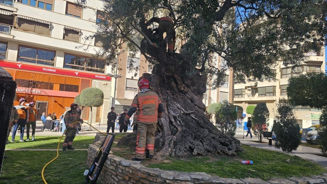 Incendio olivera centenaria. FUego oliv Rey don Jaime