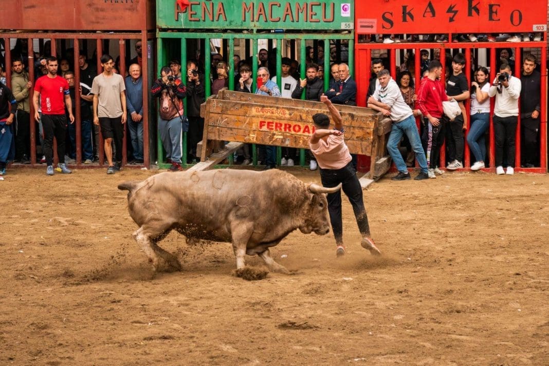 Imagen del quiebro de cintura de un recortador con un toro pasándole por detras en el escenario de tierra con los 'cadafls' de fondo y espectadores entre los barrotes viendo el recorte