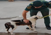 Salvan la vida de un perro en estado crítico en Alquerías del Niño Perdido