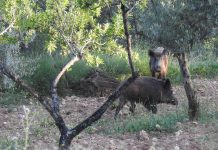 Castellón recibirá cerca de 280.000 euros en ayudas para frenar la sobrepoblación de jabalíes en 34 municipios