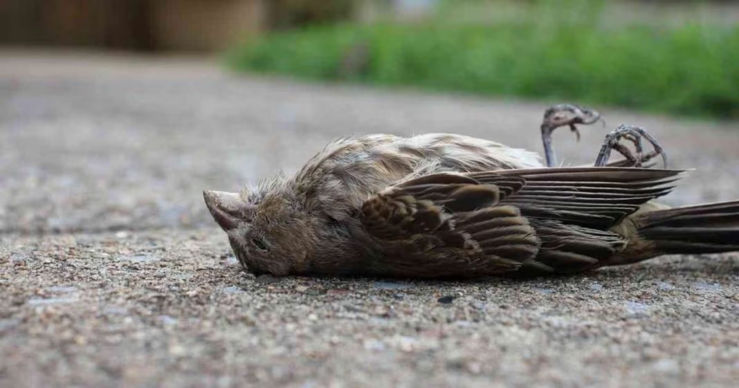 Gripe aviar Castellón