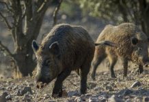 La Generalitat destinará 6 millones para la reducción de la población de jabalíes peste porcina