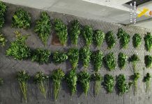 Un operativo contra el fraude eléctrico en Almassora destapa una plantación de marihuana con 38 plantas