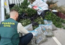 Desmantelan un cultivo de marihuana con 150 plantas y seis kilos de droga en Las Alquerías