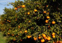 El Consell insta al Gobierno a activar medidas de salvaguarda para cítricos de Sudáfrica