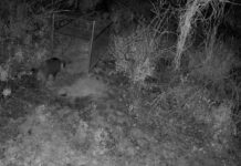 La Generalitat refuerza el control del jabalí en Castellón con seis nuevas rutas de recogida