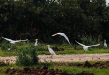 Castellón impulsa un curso de ciencia ciudadana para el seguimiento de aves urbanas