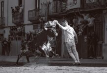 Almassora exhibirá 15 toros cerriles en las fiestas de Santa Quitèria