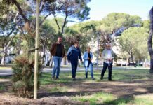 Castellón repondrá 50 pinos en El Pinar tras la caída de árboles por los últimos temporales