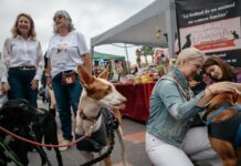 Castellón acoge con gran participación la primera jornada del XI Festival de la Adopción y el VII JOC Fest