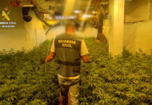 Detenidos dos hombres tras desmantelar dos plantaciones de marihuana con más de 1.300 plantas en Benicarló y Torreblanca