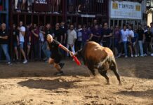 Los toros y el ‘tombet de bou’, protagonistas del sábado de Santa Quitèria en Almassora