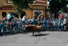 Exito de participación en el primer encierro de las fiestas de Sant Pere 2026