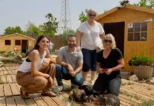 L’Alcora abre un centro municipal para atender y facilitar la adopción de gatos abandonados