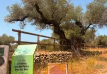La Generalitat catalogará cerca de 4.000 olivos milenarios y singulares de la Comunitat Valenciana