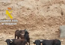 Tres detenidos por una oleada de robos en explotaciones agrícolas de Castellón Reses intervenidas por Equipos Roca de la Guardia Civil en una operación contra robos.