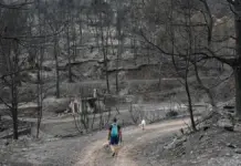 Así son las ayudas para agricultores y ganaderos por el incendio de la Vall d’Uixó Mujer pasea con sus perros en La Vilavella, zona afectada por el incendio de la Vall d'Uixó